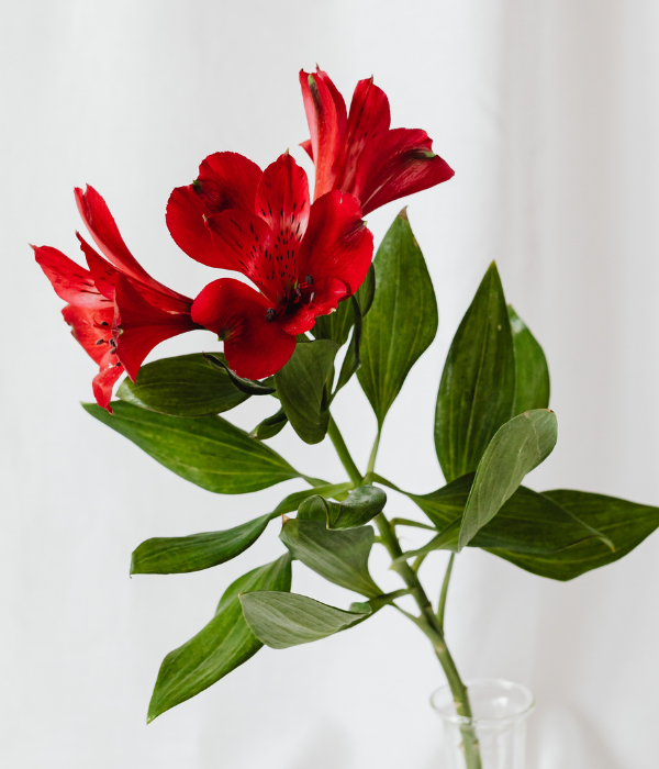 Alstroemeria