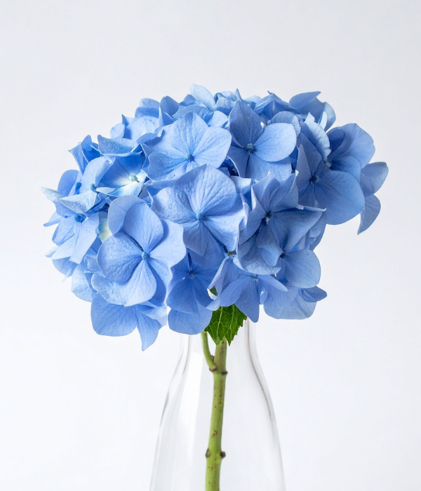 Hortensias bleus