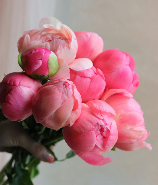 Pivoines